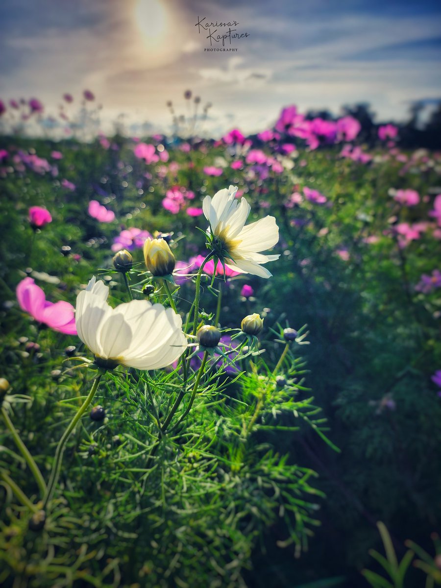 May your life be like a wildflower, growing freely in the beauty and joy of each day.

#KarissasKaptures #Wildflowers #Sunset #Sunkissed #HollandRidgeFarms #FlowerPhotography  #wildflowergarden  #fallismyfavoriteseason #FallInNewJersey #NewJersey #NewJerseyPhotography