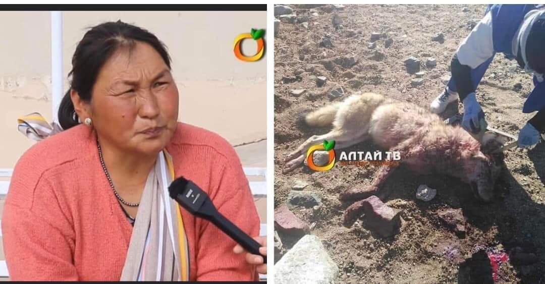 Ах нар 🐺бөөн буу шийдэм машин тэрэг болж сүржигнээл чононд явдагаа боль. Бүсгүйчүүд ганжингаар ганц 🐚чулуугаар л цохисон байна. Монгол эмэгтэйчүүд үнэн хийморьтой шүү😅😀🥰