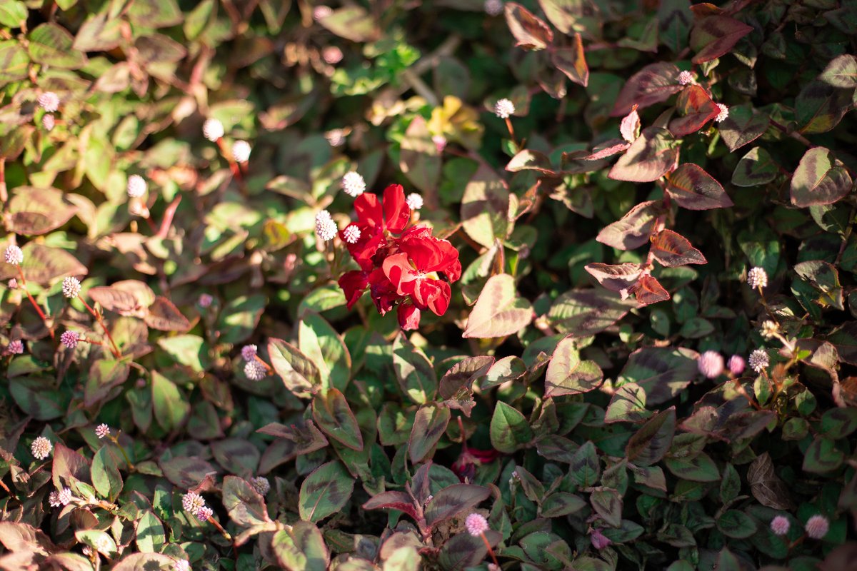赤い花と、小さいピンクの花が可愛かった！

#写真撮ってる人と繋がりたい #写真 #カメラ小僧 #メルボルン #ainikkor50mmf14 #nikkor50mm #nikkorlens #写真好きな人と繋がりたい #photography #photographylovers #キリトリセカイ #ファインダー越しの私の世界 #私とニコンで見た世界 #オールドレンズ