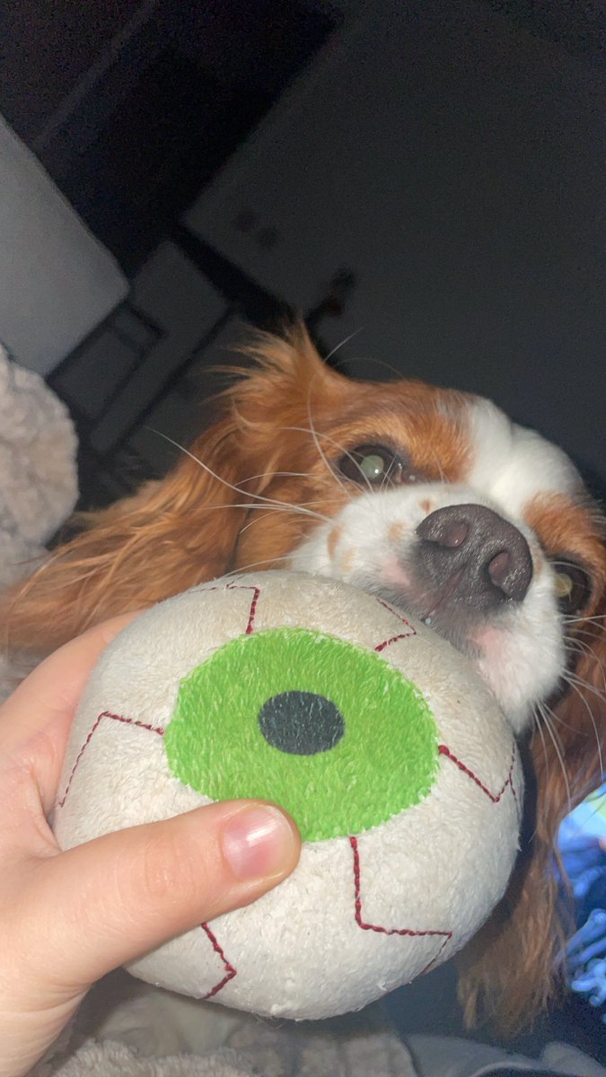 spooky szn 👻 👁️ 

#cavalierkingcharles #Cavpack