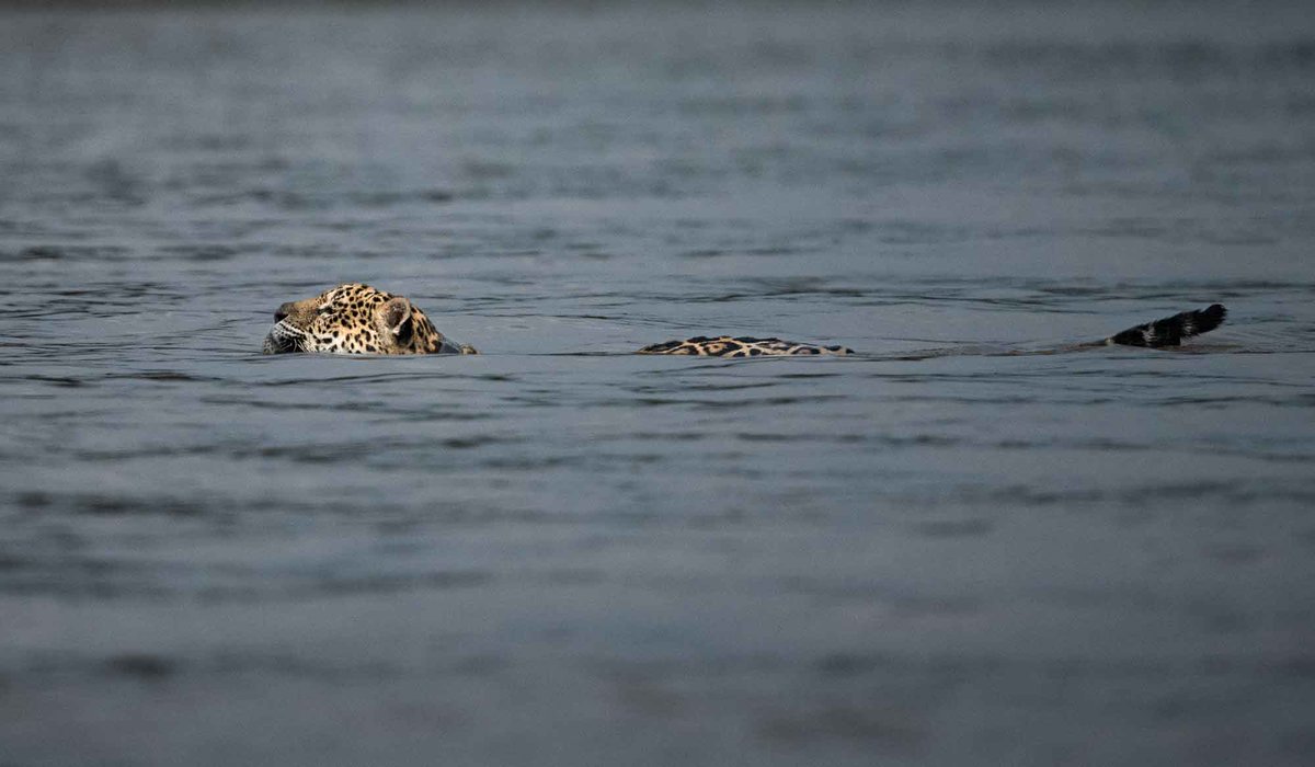 An old male Jaguar swam past us and right through the fleet of boats on the other bank at Pantanal. The only cat we saw with a collar, thankfully. #Jaguars #Wildcats