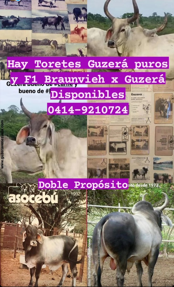 DISPONIBLES TORETES PUROS GUZERA Y F1 GUZERA x PARDO.     

LA MEJOR OPCIÓN PARA PRODUCIR HEMBRAS LECHERAS Y TOROS PESADOS.    

Criamos ganado Guzerá DOBLE PROPÓSITO desde 1973.  Tel: 0414-9210724  

Instagram: @ganadof1