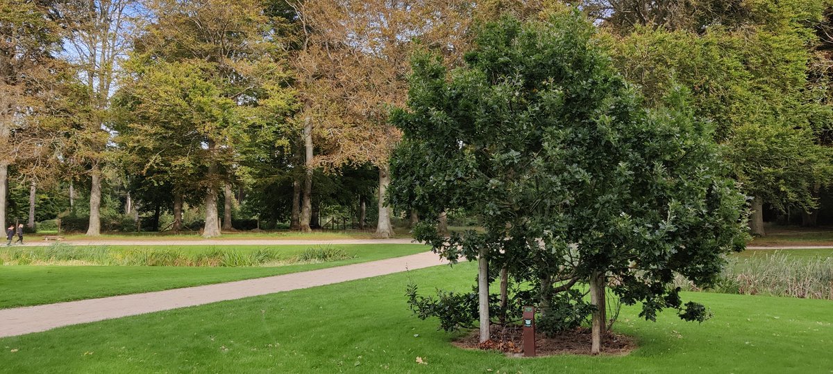 PearDane's tweet photo. Made it to Jægerspris Palace. There's a tree grown from a cutting off the Kongeegen. And look what I found... https://t.co/fP1Z6nhpyc