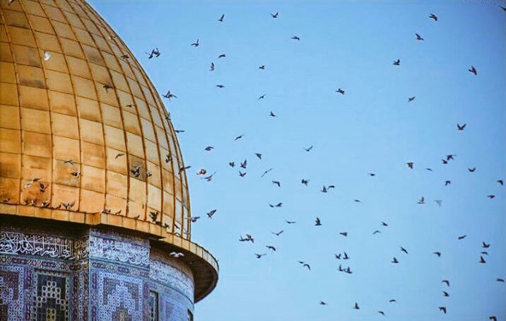 KuduseUyanmak's tweet photo. Ebabil olmak istiyorum...
Ya Râb, beni ebabil yap Kudüs ve Mescid-i Aksa için!.. https://t.co/XFUV9UZcHR