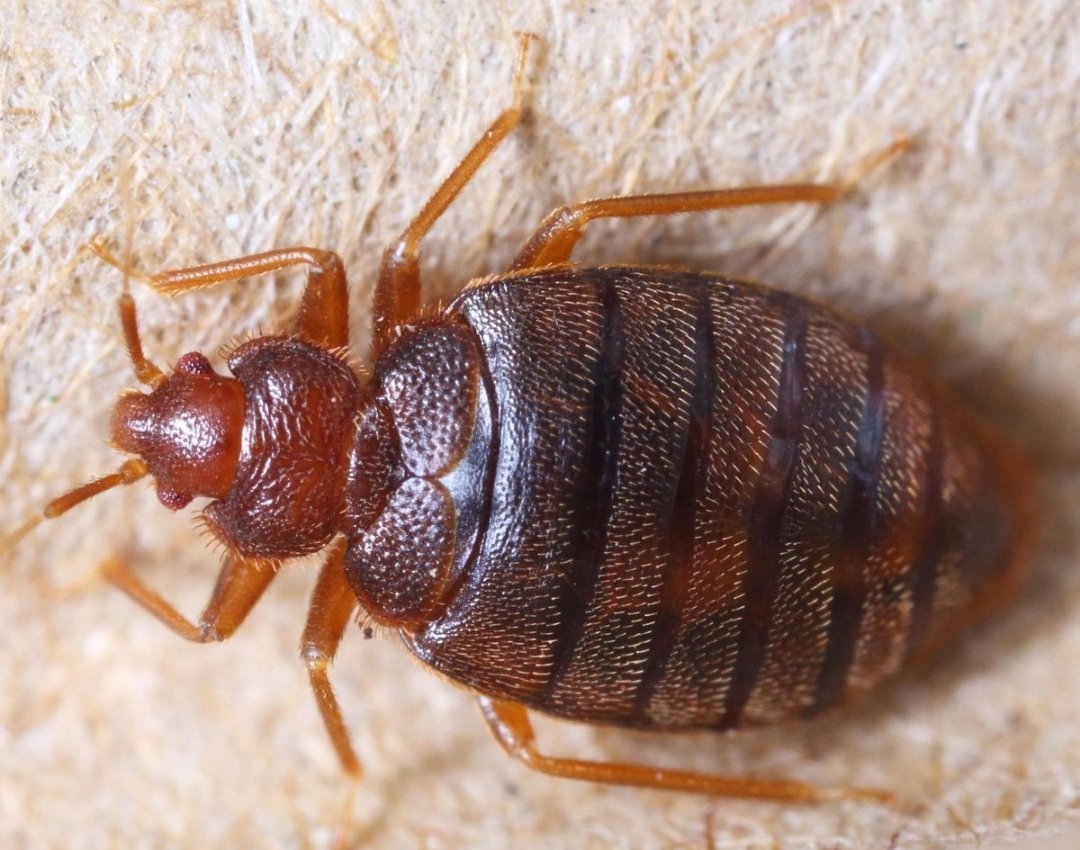 Nous avons parmi nous des gens qui n'ont  aucune scrupule. Ils seront tentés de nous amenés les meubles avec les punaises de la #France.
Les services compétents doivent prendre des précautions. #AllonsRek  #Punaises