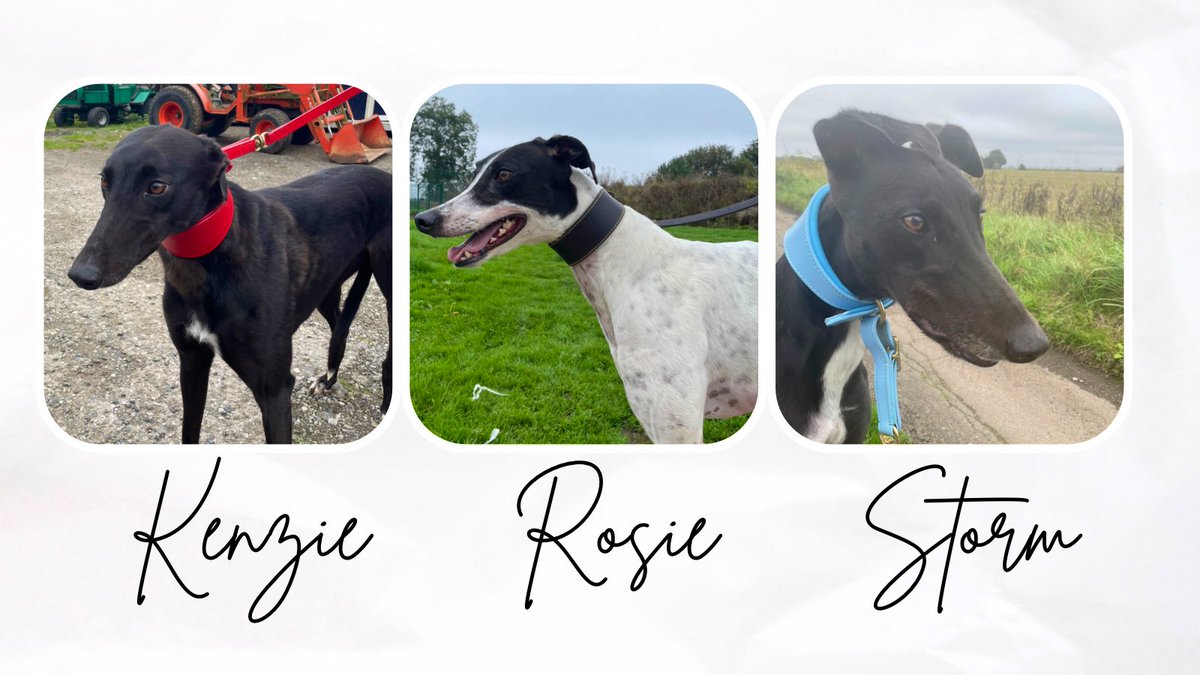 Today we’ve been to see our 3 girls 🥰. They’ve all enjoyed a walk and lots of treats and cuddles! 

Kenzie (Droopys McKenzie) has almost dropped all her puppy coat finally + is coming along nicely! 🥳

Rosie (Race For Grace) + Storm (Edermine Satin) both look incredible ❤️
