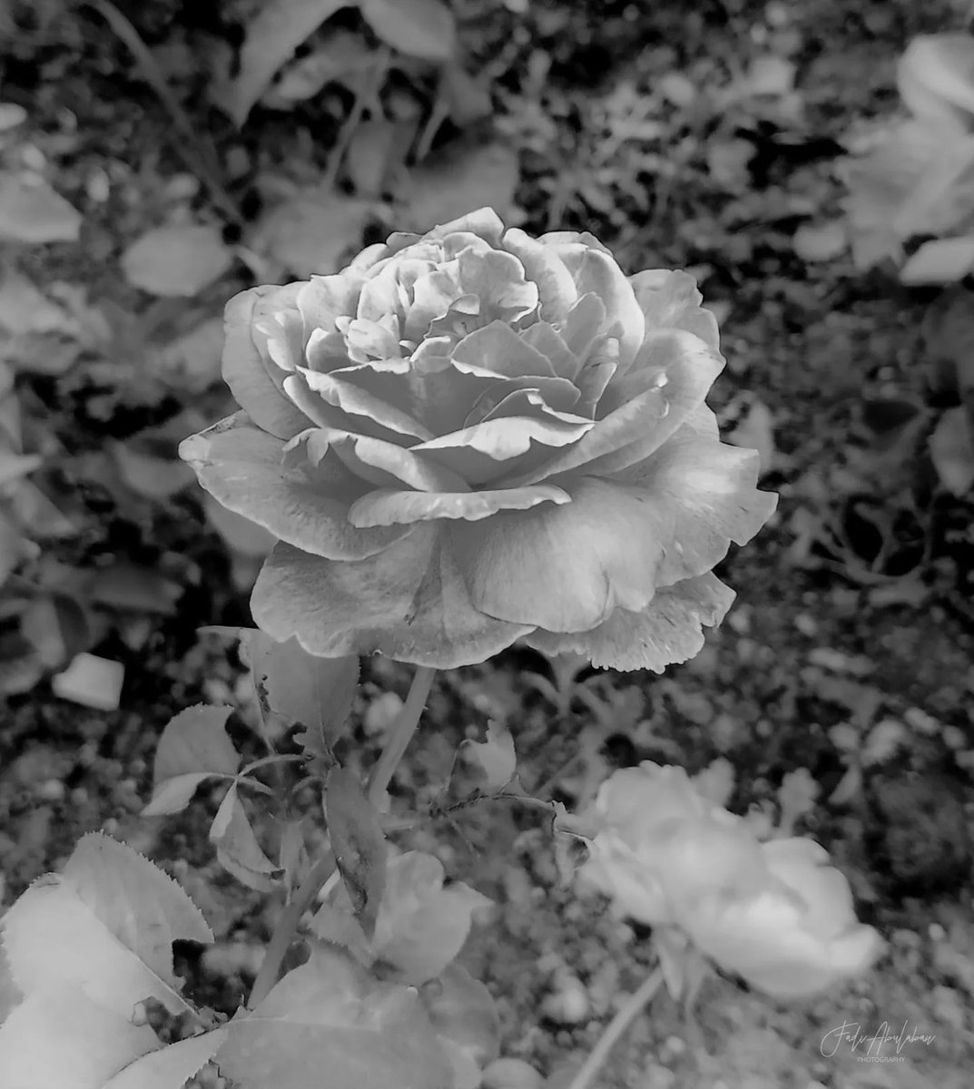 Pink rose ( Rosa Carnation) 📷🌍
#flowers #flower #garden_explorers #total_flowers #instablooms @TheFlowerWorld @Britnatureguide @NatGeo @NatureattheBest @rgsphotogallery @piitures @DailyBlackandW1 @AmazingNature00