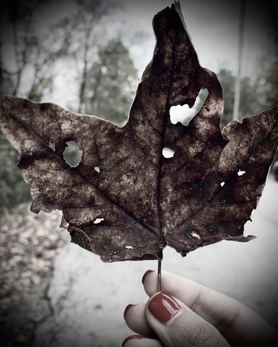 Beyond the decay,
aeons of beauty.

#CanadianThanksgiving 🍁#AutumnPhotography 🍂