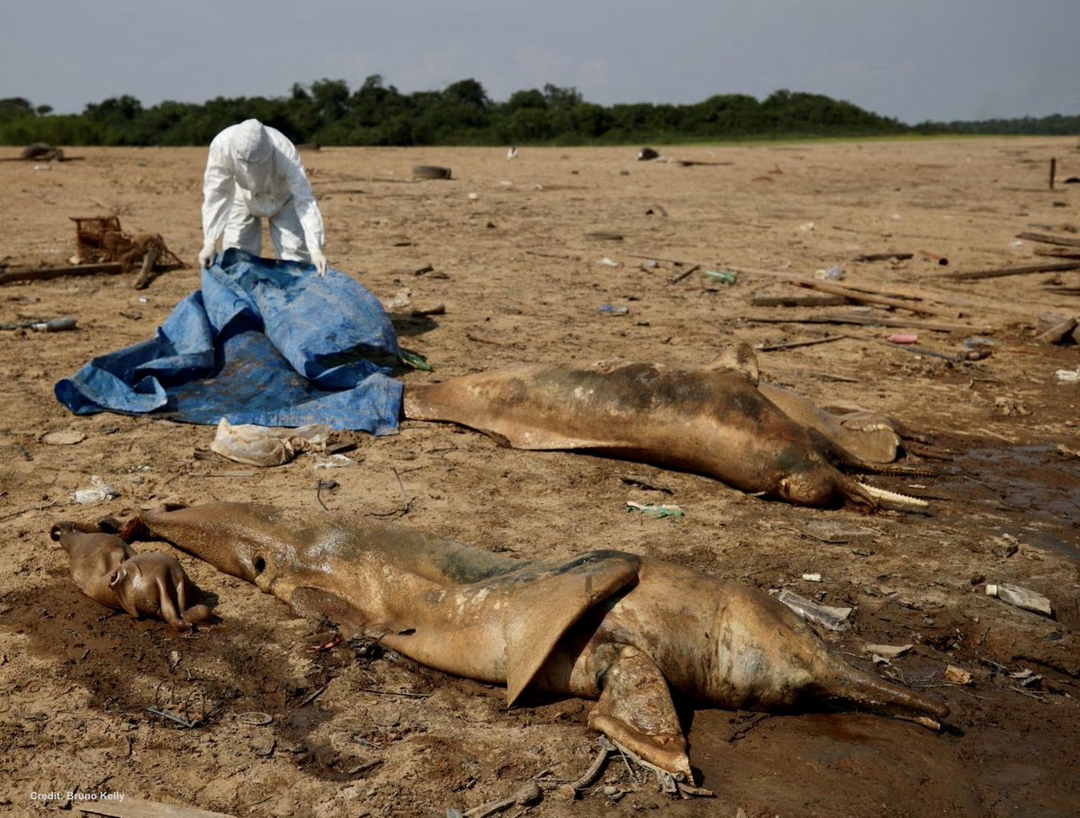 Don't look away
Look at us - over a hundred rare dolphins died here

Think what we suffered when we cooked alive
in water hotter than your bath.

We deserve you to feel - really feel
so you have the fire in your heart to fight
for those still alive on planet Earth.