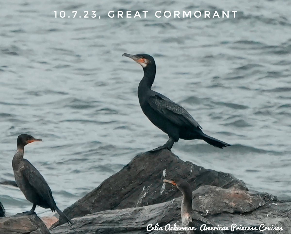 APCruises's tweet photo. Great Cormorant seen on Saturday afternoons trip. #cormorants #birdwatching #birdsofny https://t.co/f5OwBbHlek
