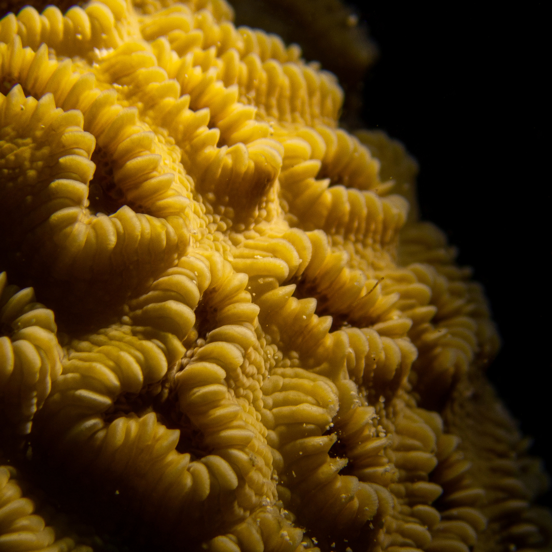 coralcrf's tweet photo. Dichocoenia stokesii, the Elliptical Star Coral, adding a touch of radiance to your Sunday.
📸 Jackson Harris for Coral Restoration Foundation
#CoralRescue #CRF #coralrestoration #coralreef #coralgrowth #raisethereef #impact #reefbuilders #savethereef #climatechange https://t.co/c7zXLprwc0