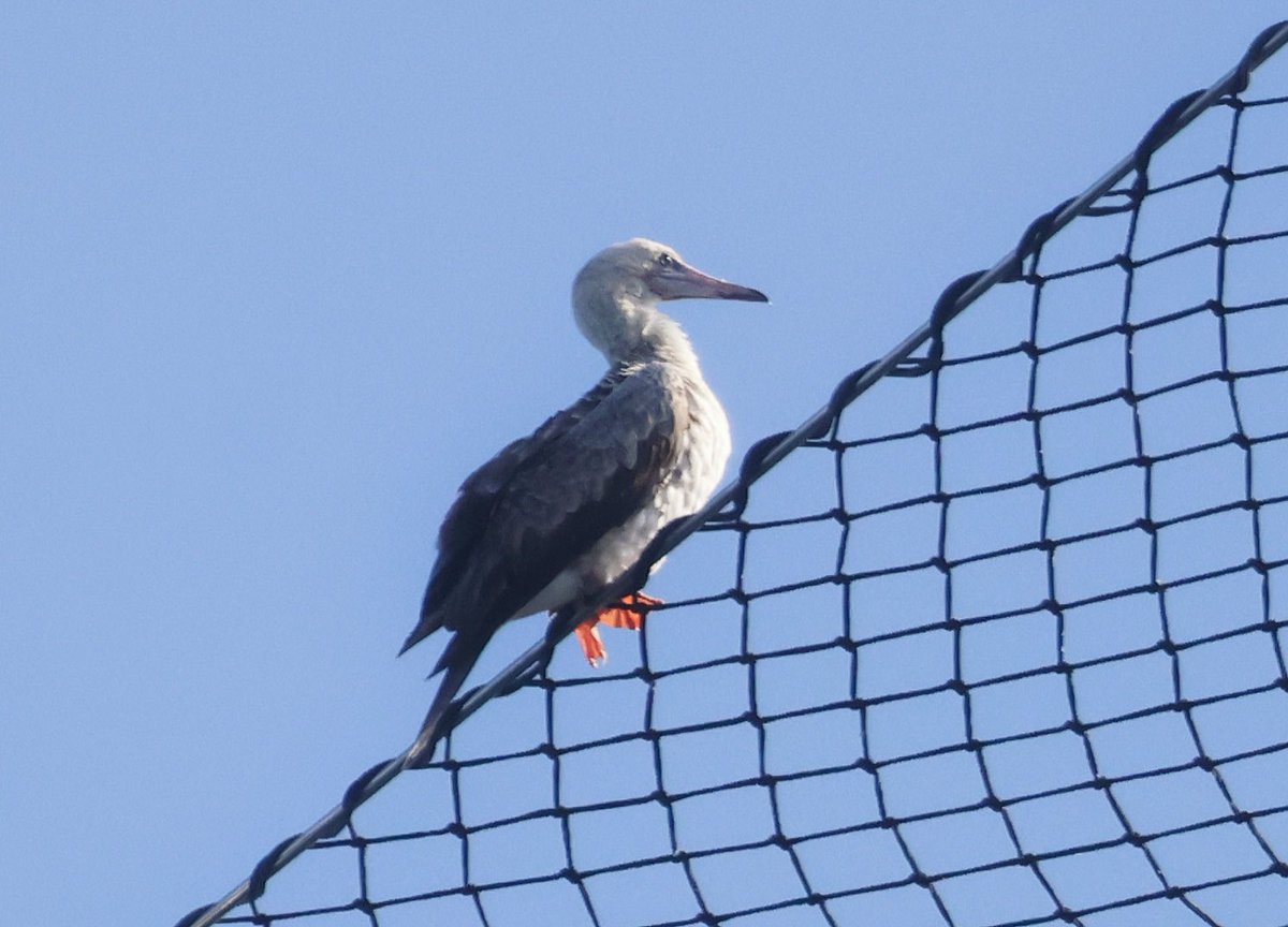 Don’t twitch much these days so it was a huge bonus when the Red footed Booby reappeared on the Bishop this afternoon #Scilly