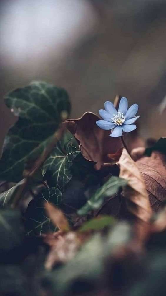 PalabrasTirita's tweet photo. A cada incomodidad que percibo le digo estas palabras sintiéndolas desde lo más íntimo de mi ser, donde soy Amor, soy Cielo, soy libertad: 

YO SOY LIBRE DE TI, 
TÚ ERES LIBRE DE MI. 
CUMPLE TU FUNCIÓN 
Y VETE EN PAZ. https://t.co/zTx6ZEmm78
