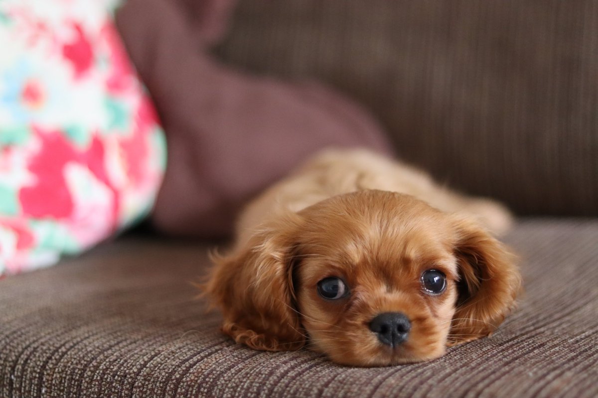 Qtarou13Age's tweet photo. アーニャが、アーニャが...
美人になってしまいました!!!
男子だけど😂
#cavalier
#cavalierkingcharlesspaniel
#cavaliers
#kingchrlesspaniel
#cavalierpappy
#cavalierlovers
#cavalierruby
#rubycavalier
#キャバリア
#キャバリアルビー https://t.co/AvVS38sJYN