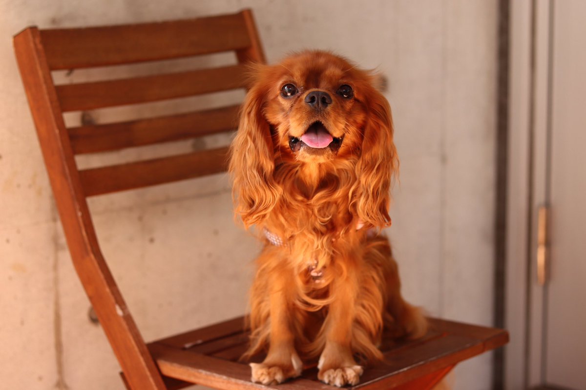 Qtarou13Age's tweet photo. アーニャが、アーニャが...
美人になってしまいました!!!
男子だけど😂
#cavalier
#cavalierkingcharlesspaniel
#cavaliers
#kingchrlesspaniel
#cavalierpappy
#cavalierlovers
#cavalierruby
#rubycavalier
#キャバリア
#キャバリアルビー https://t.co/AvVS38sJYN