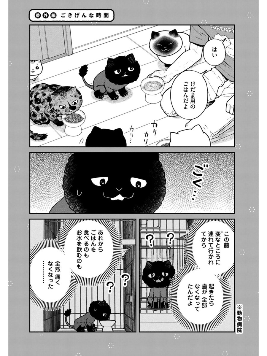 保護猫たちのごはんタイム  #ツレ猫マルルとハチ #マルルとハチ #漫画が読めるハッシュタグ