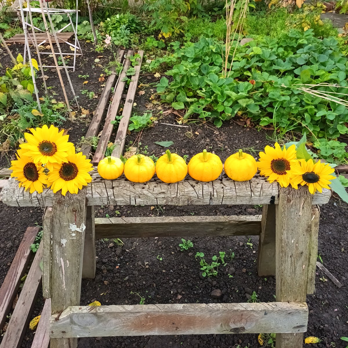 EdibleMorley's tweet photo. Got some 'Jack Be Little' pumpkin seeds at the potato day seed swap @TCVhollybush earlier this year - look how they turned out! 🎃 https://t.co/8zIy5U1rcZ