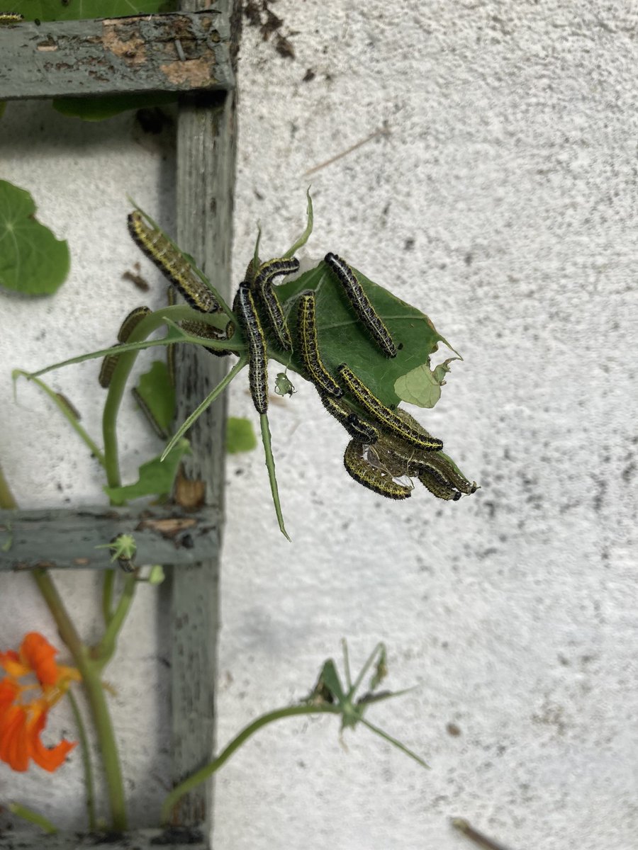 Gardening/nature Twitter: At least 100 caterpillars are devouring my nasturtiums today (Ireland). I’m delighted to see them but are they early and falling foul of a false spring? Surely they won’t survive a cold snap? #gardening #wildlife