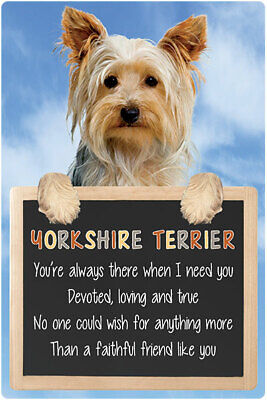 YORKSHIRE TERRIER you are always there when i need you devoted, loving and true no one could wish for any thing more then a faithful friend like you #YORKSHIRE #yorkielover