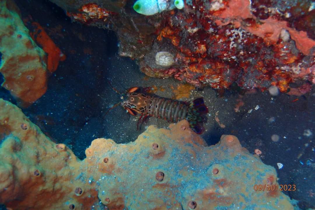 AHall_Marine's tweet photo. I saw my first ever #MantisShrimp and #HarlequinShrimp on a dive called 'The Drop off' in Tulamben Bali!! 👊🦐
#Bali #BaliDiving #tulamben #UnderwaterPhotography #marinelife #biodiversity https://t.co/p1Q3JjEa52