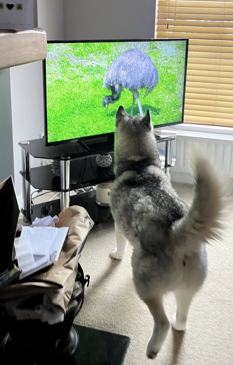 amegan92's tweet photo. @SundayBrunchC4 My Husky Blaze 😀 https://t.co/ZQ4QoA91X2
