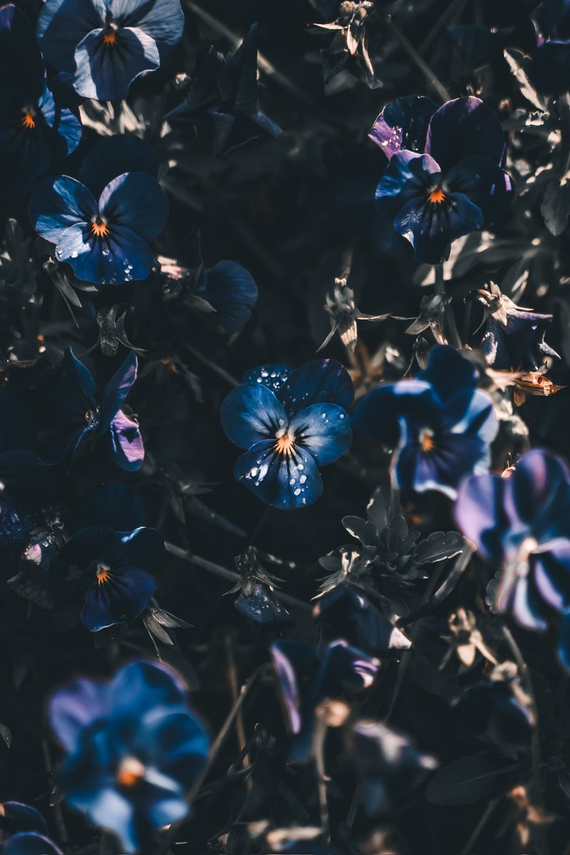_pryo_'s tweet photo. Flower https://t.co/GMYdcivrX6