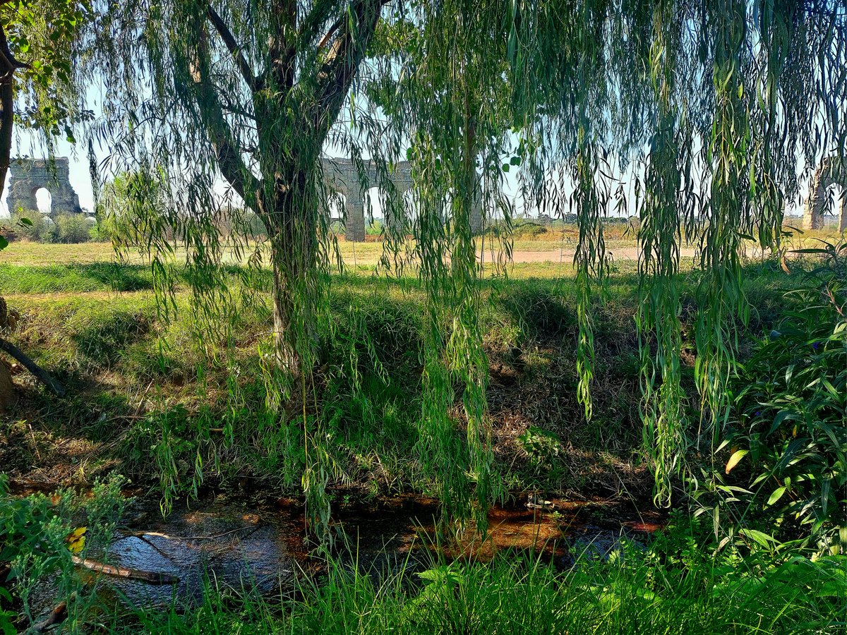 Pace al <a href="/parcoacquedotti/">Parco Acquedotti</a> <a href="/parcoappia/">Parco Appia Antica</a> 
Ma oggi solo salici piangenti..