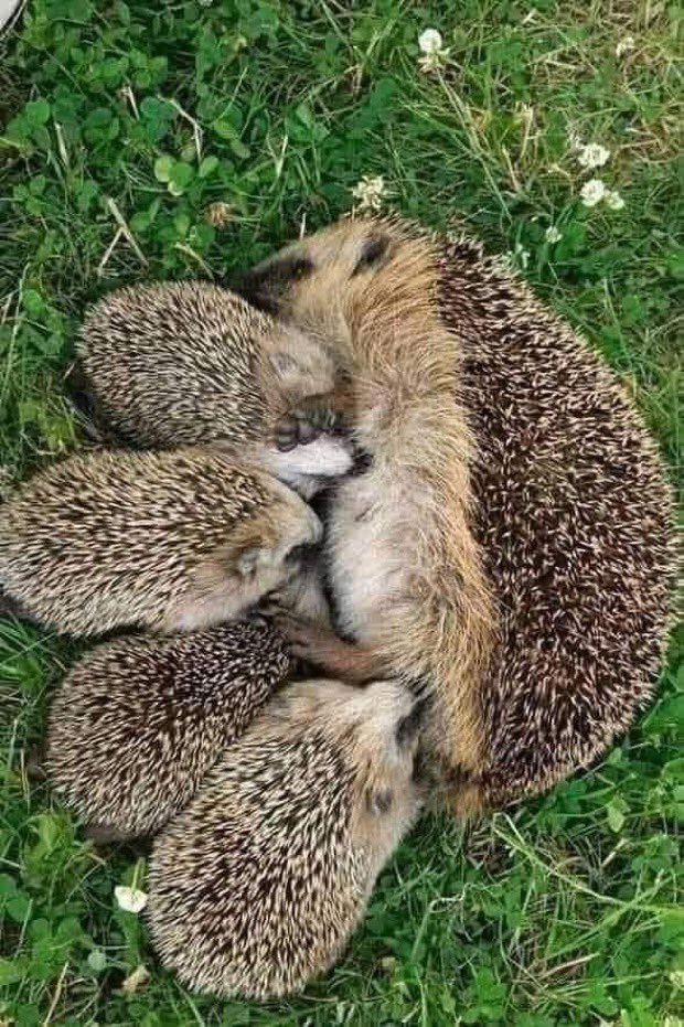Came across four zombie hedgehogs eating their own mother in the garden.
Swiftly dispatched the lot of them with one stroke of a shovel. 😇