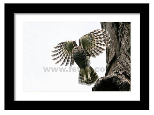 Mama Barred Owl Taking Off!

fineartamerica.com/featured/mama-…

#wildvisiondotcom
#puttaswamyravishankar
#perfectgift #ಪುರಶಂ #fstopdotcom #bangaloredotcom #nature #naturephotography #BuyIntoArt #AYearForArt #Art #cosmictouchdotcom #visualrhythmcampus