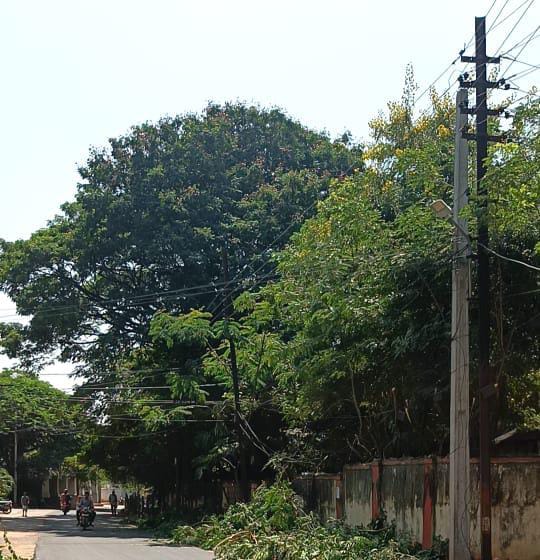 'Secunderabad Cantonment Board enhancing greenery in civil areas through meticulous hedge-cutting for enhanced maintenance. 🌿🌳 
#GreenInitiative 
#Secunderabad 
#EnvironmentalCare