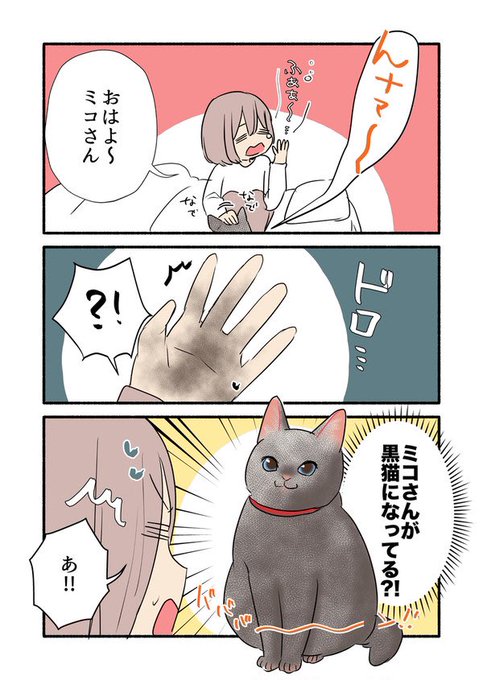 猫先輩二枚ブラックと白 24年ぶりの猫との暮らし 迎えたのは仲良しの白黒猫2匹「やはり