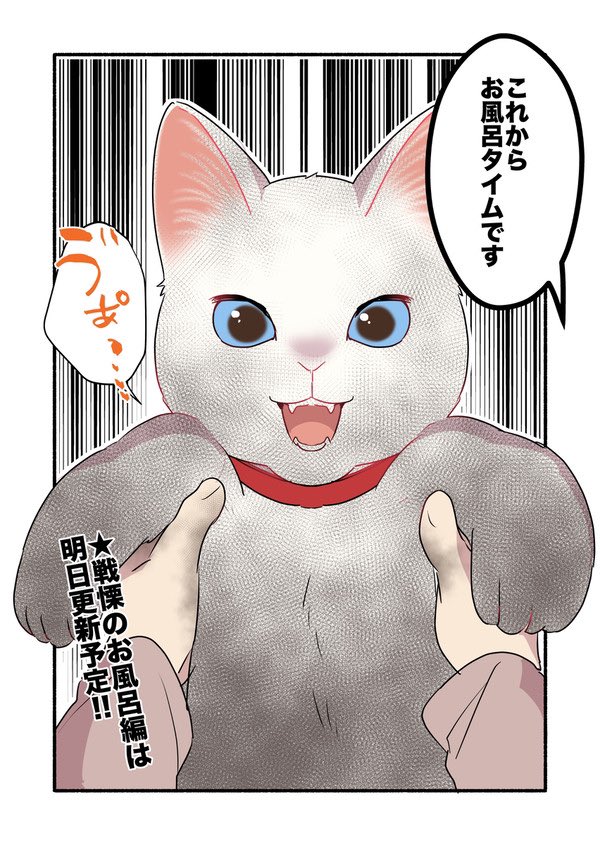 朝起きたら白猫が黒猫になってた話(2/2) #漫画が読めるハッシュタグ