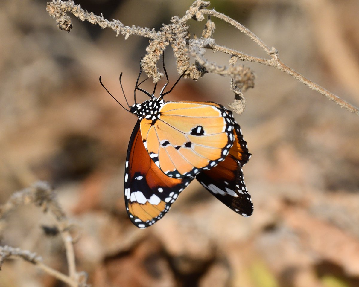 JoKingDevon's tweet photo. What an exquisite creature this is, the large and flamboyant #PlainTiger Danaus chrysippus I believe. Several found nectaring in some rural vineyards in #NorthEastSpain near the Ebro river https://t.co/5wTWULTFRC
