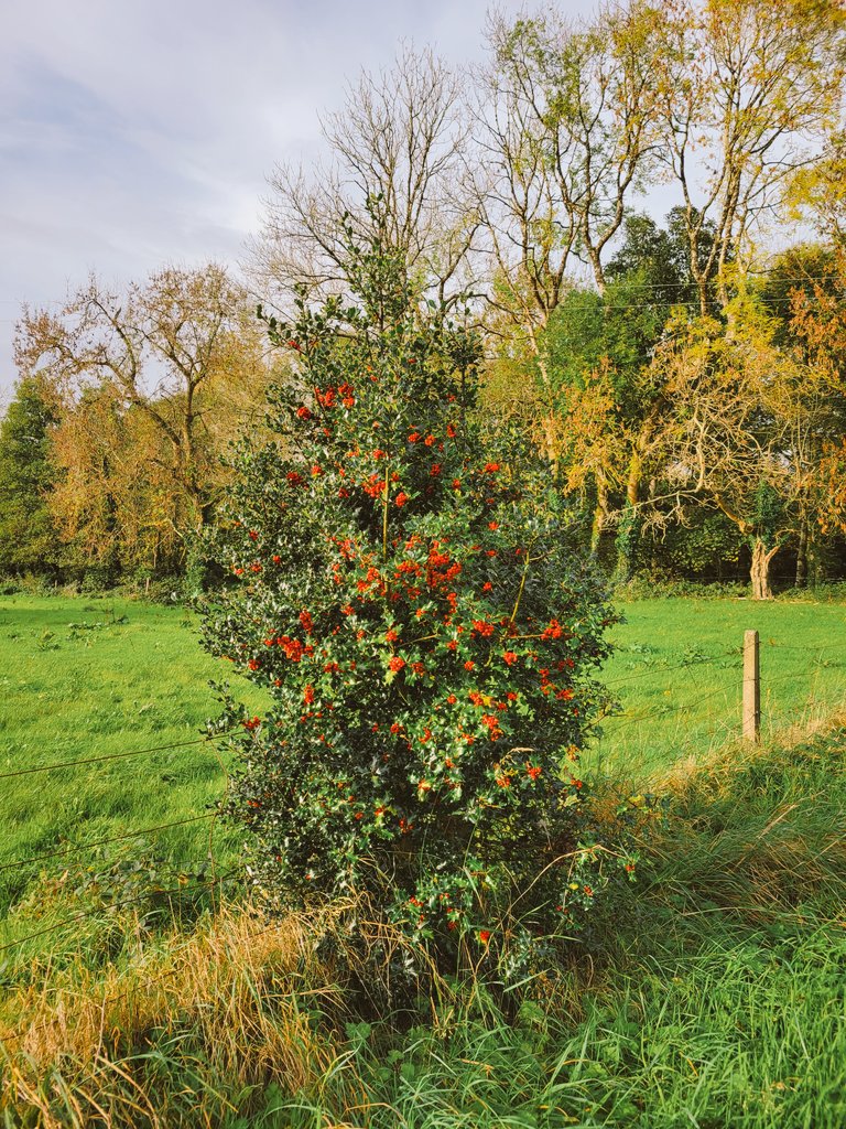 Geraldine Mcloughlin tweet media