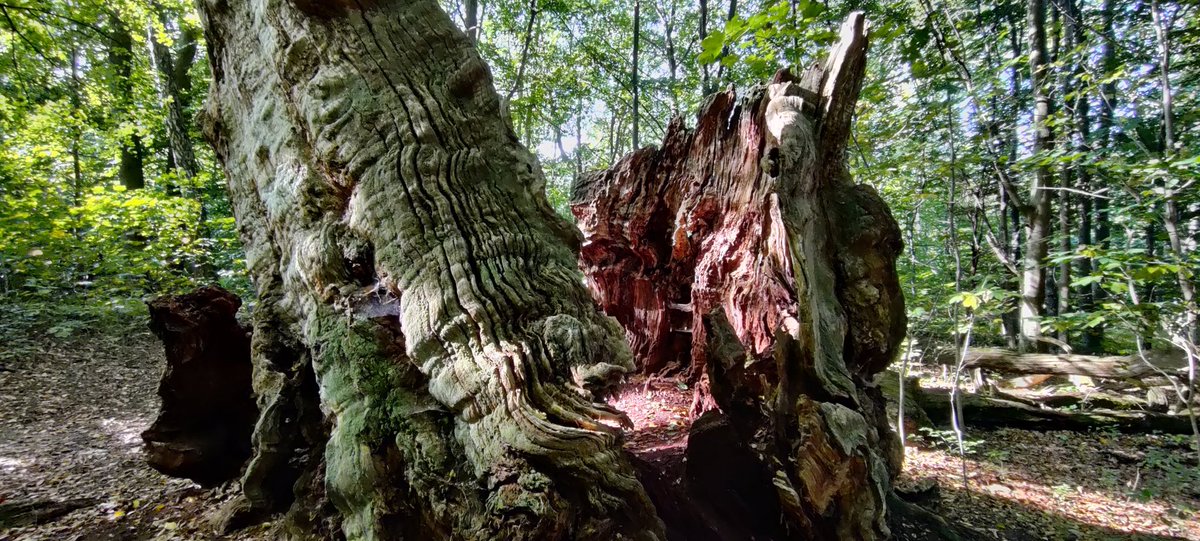 PearDane's tweet photo. Storkeegen (The Stork Oak), s now dead tree, approx. 800-1000 year old oak. It finally lost its last living branch in 1980. https://t.co/uC8W4r1bCu