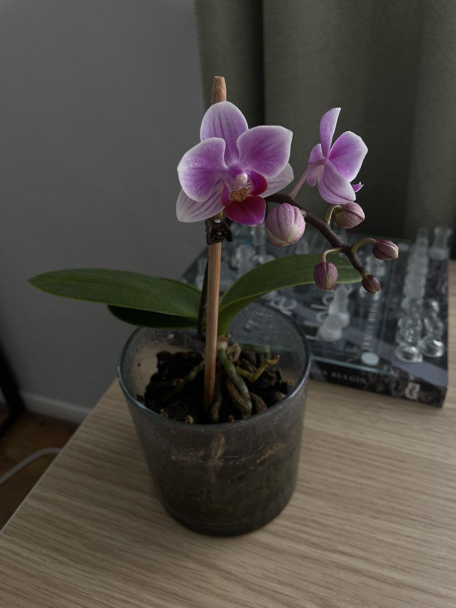 deevirginie's tweet photo. My plant baby is blooming! 

It was touch and go for a minute when I had to prune the roots and a leaf… got there in the end! 

So beautiful and cute! 

My orchid teaches me a lot, about life. 

Happy Sunday All 🩶 https://t.co/f1M6TYKkSy