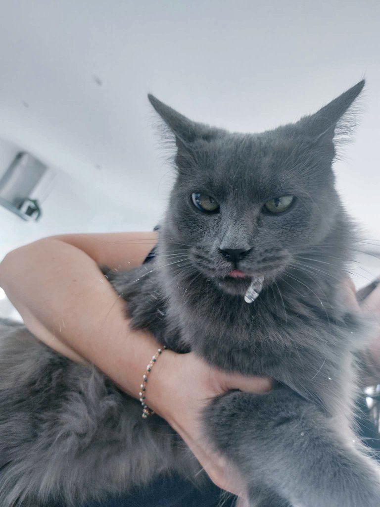 Le match du jour : la punaise tranquille au soleil sur le balcon VS Nalou et son instinct de chasseuse d'insecte en tout genre... 
Devinez qui a gagné 🥲 ?