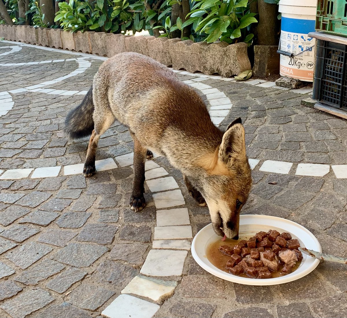 Loscoindividuo's tweet photo. Ogni tanto viene a fare anche colazione… 😛

#LaVolpe
#TheFox
#Foxyna https://t.co/yQVUCMMtPs