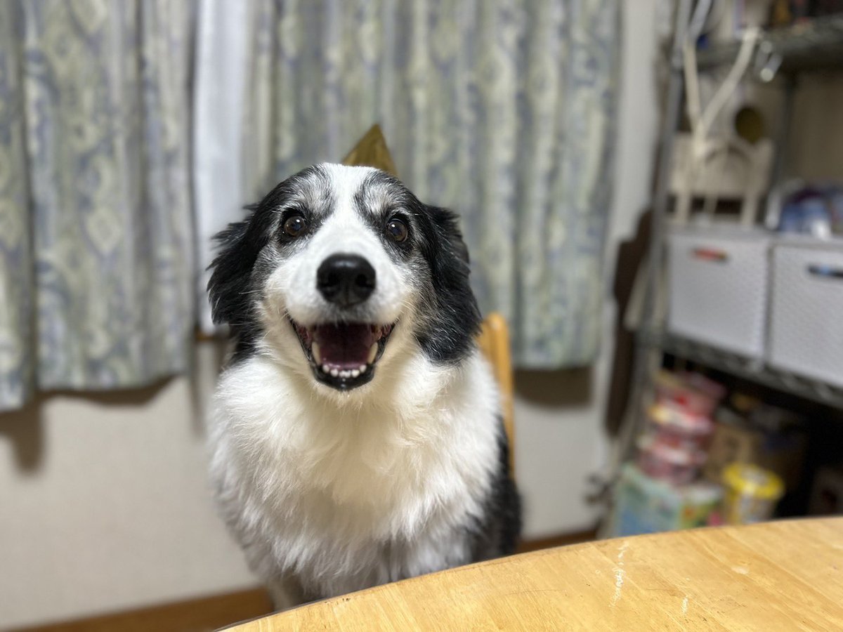 RAITA200's tweet photo. 祝12歳㊗️🎊私が不在（同窓会）に行われたラリーさんのお誕生日会。白くなって行くけど相変わらず可愛ええなぁ〜❤️ https://t.co/pa3avGOD0Q