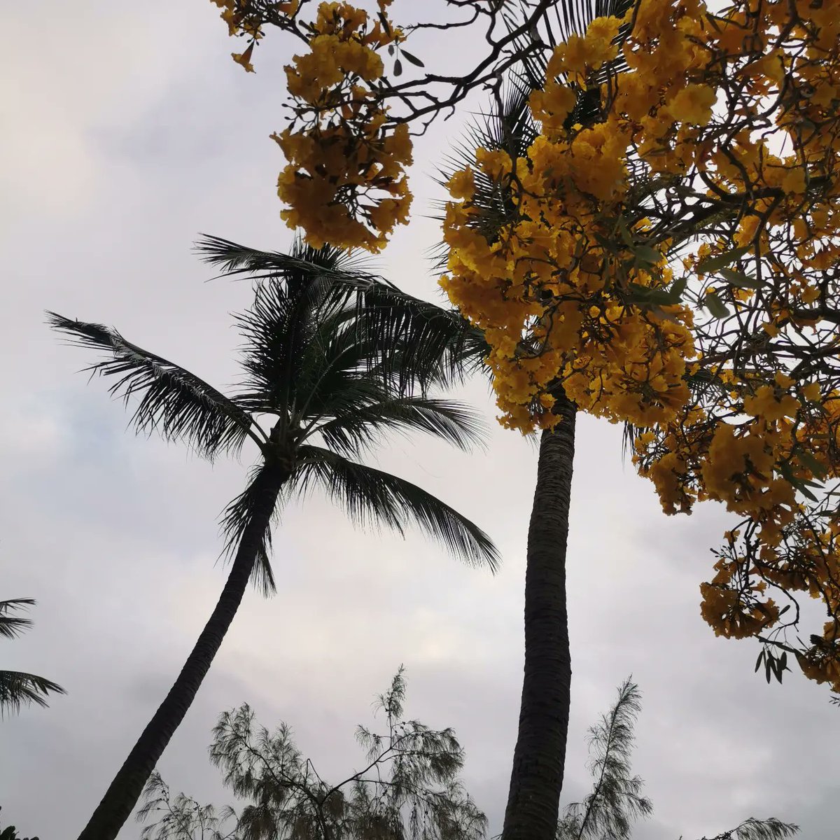 Julienlagom53's tweet image. ➡ Découverte d'un courrier qui m'implante encore davantage ici
➡ Le gouvernement et ses drapeaux 
➡ La plan de PAS baignade ⚠ 🦈 
➡ La flore qui annonce l'été qu'on attend impatiemment, en sweat 😉 

Un dimanche à #Nouméa