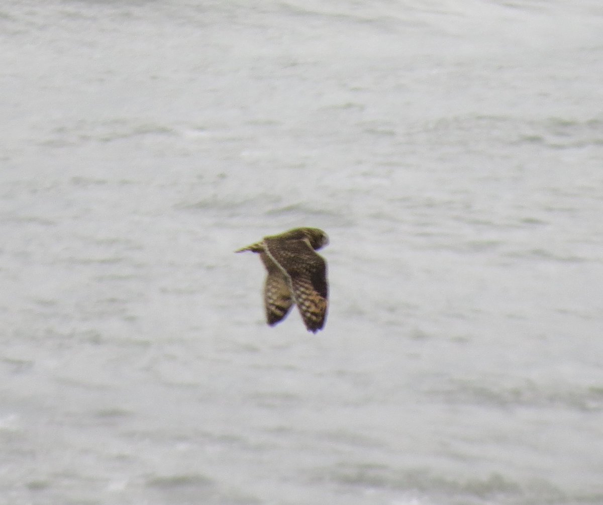 650 Redwing south through Hunley Hall GC, 2 Ring Ouzels nr Arches Hotel and Short-eared Owl. I'd like to say the SEO was 'in off', but was flushed from edge of GC and flew out to sea before flying back in again!