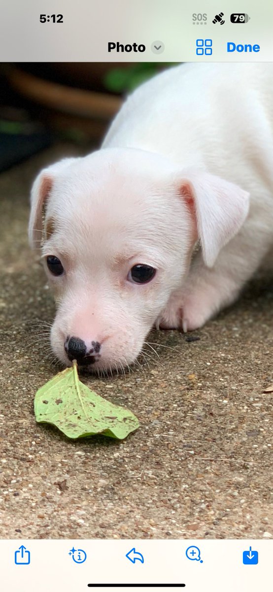 Faldo’s Weims & two ☘️Irish Jack ☘️🇺🇸🇬🇧 tweet media