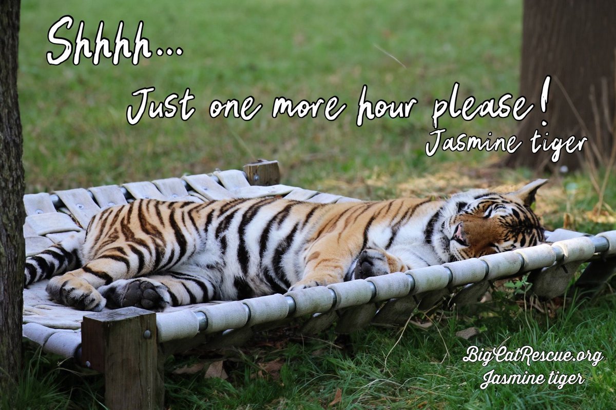 I don’t think Jasmine tiger is ready to get up yet?

#BigCatRescue #Rescue #BigCats #Catnap  #Conservation #Wildlife #CaroleBaskin