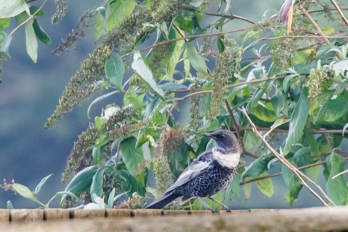 While getting our morning tea, the sharp-eyed Mrs S spotted a Ring Ouzel on the fence at the end of the garden here in Snettisham. I'm not sure I've ever got out of bed so quickly. In around 20 secs it was gone. Flew off towards the Wild Ken Hill woods.
#RingOuzel  #birding