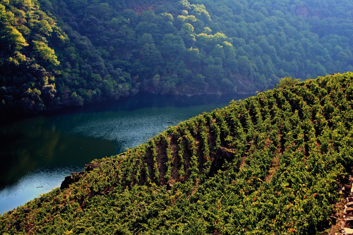 Visit #Ourense and #Lugo for the wines, stay for the views! 🤩

Did you know the vineyards lay on the side of the cliff? 😯 Imagine watching these wonderful views of the #SilRiver as you sip your wine... 🥰

👉  bit.ly/3NLaEZB 

#VisitSpain #SpainWineTourism @Turgalicia