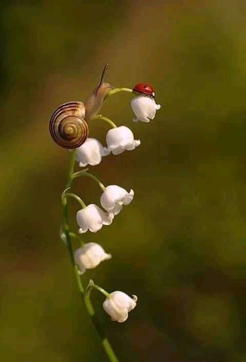 L’ho visto scendendo
quel fiore che non avevo visto
salendo.

Ko Un