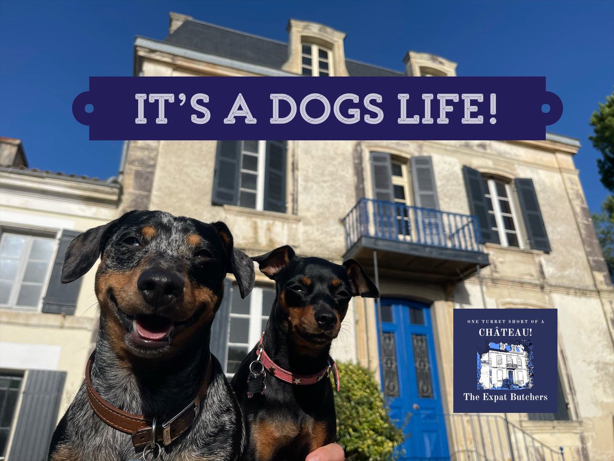 ExpatMaison's tweet photo. Premiering at 6pm UK 🇬🇧 time, on our YouTube channel. 🎬🎞️🎥🍿
https://t.co/6Y0qQBCpGx
#chateauliving #chateaulife #château #escapetothechateau #frenchchateau #chateaustyle #theexpatbutchers #chateaudiy #france #historicalhome #dreamhome #dreamfrance #frenchliving #bordeaux #dog https://t.co/YyptJLP72g
