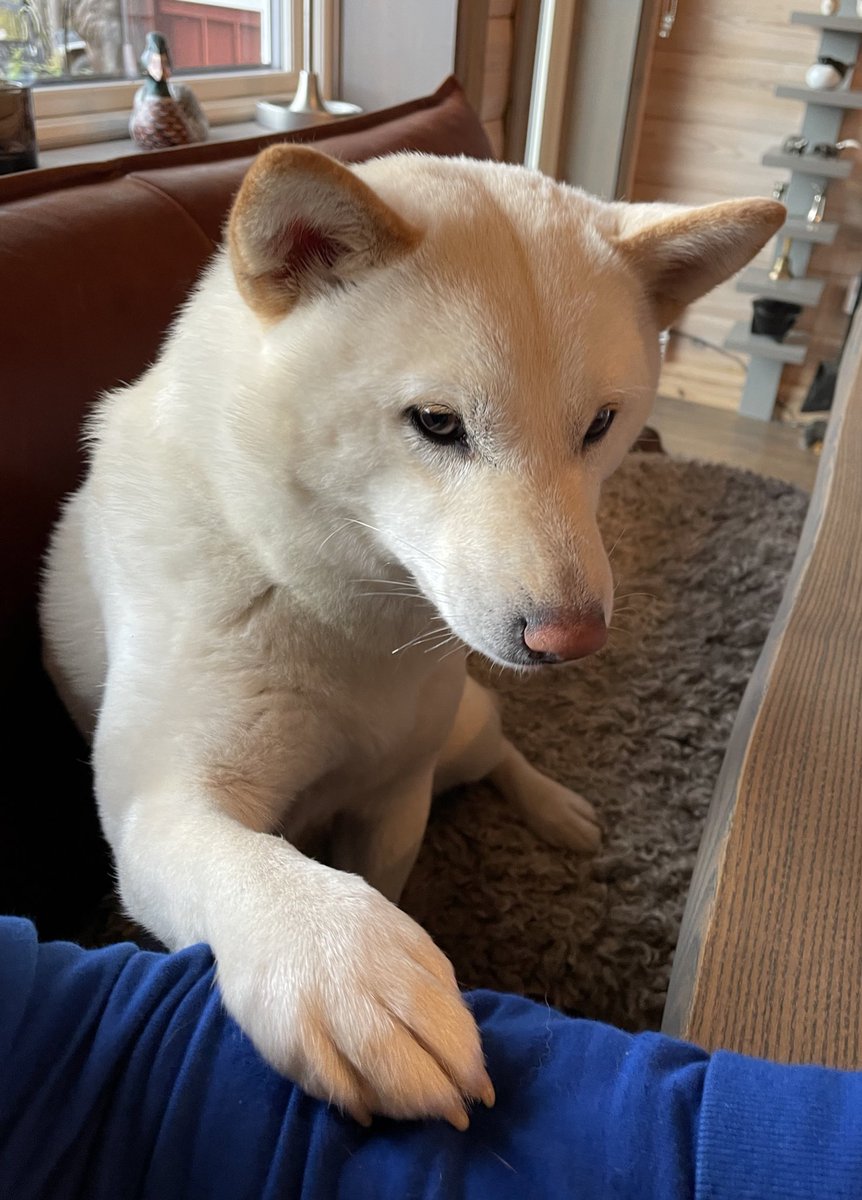 SwedishBoff's tweet photo. gib

#dogsoftwitter https://t.co/9FppY0xija