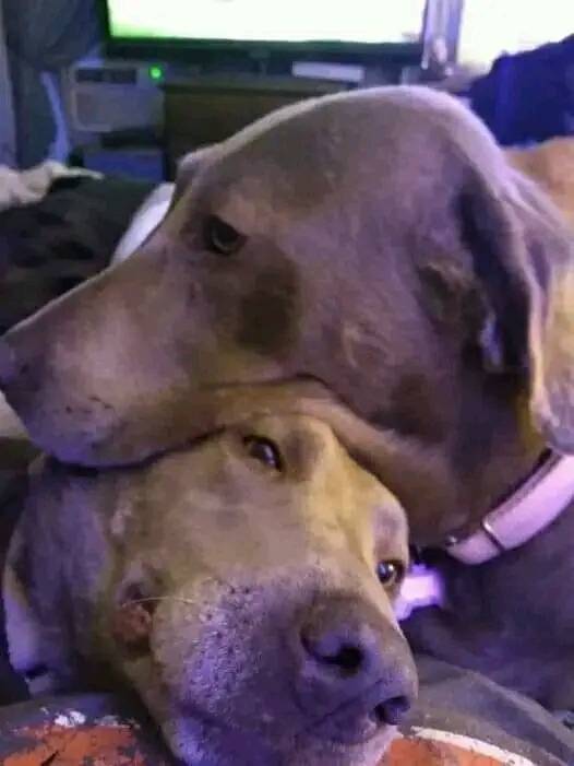 𝕏 Dogs tweet media