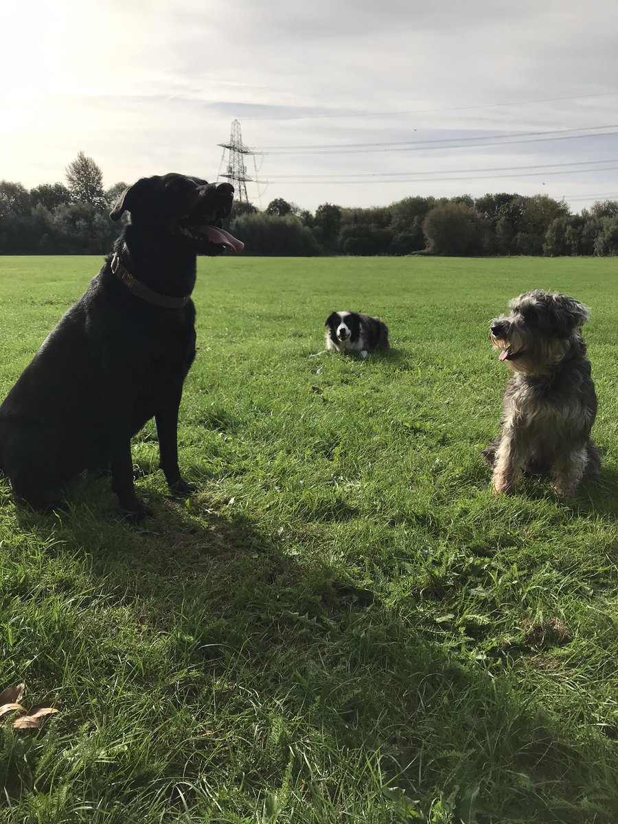 Just met the sweetest little dog called Toby. Oak and Byrn were quite taken with him #cutepup #cutedog #dogfriends #oxford